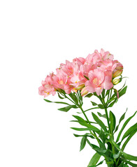 pink alstroemeria flower, Lily of the Incas, in vase on isolated white background close-up