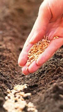 Vertical close-up of a farmer's hand sowing seeds in the soil, representing the parable of the sower from the Bible. World food crisis. Concept of organic bio farming in agriculture business, import