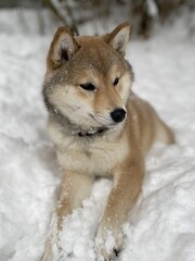 Shiba Inu