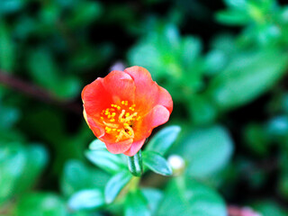 Purslane (Portulaca) is a genus of plants from the Portulacaceae family. There are around 40-100 species found in tropical areas and areas with four seasons.