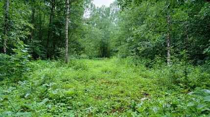 Fototapeta premium Lush green forest path overgrown with vegetation.