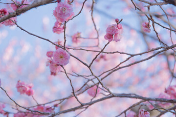 早春を告げる梅の花