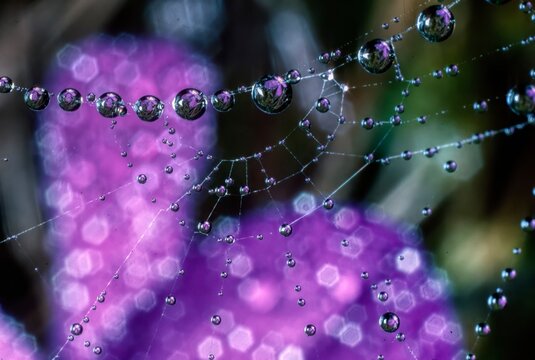 Filigranes Spinnennetz, das von winzigen Wassertropfen &uuml;bers&auml;t ist. Jeder einzelne Tropfen reflektiert das dahinterliegende violette Bl&uuml;tenmeer.
