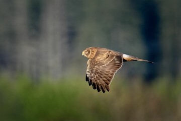 Majestic hawk in flight against a blurred forest.
