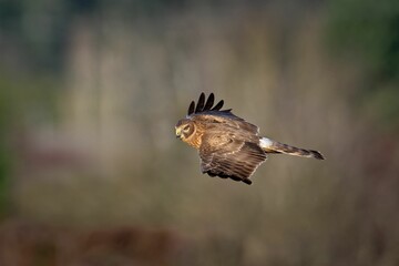 Close-up of a hawk in flight against a blurred natural background.