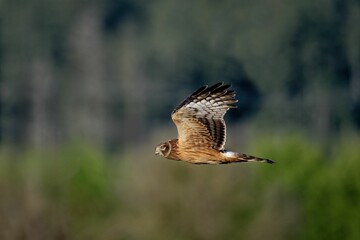 Majestic hawk soaring over forest