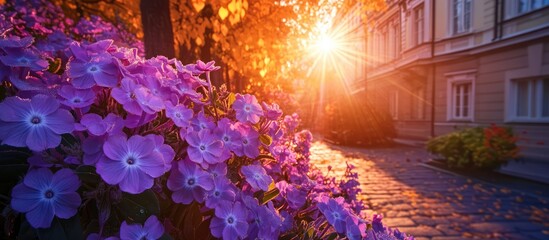 Phlox flowers glisten with dew under sunrise in autumn setting vibrant colors and clear space for text beautifully framed in soft focus