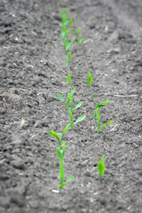 A small plant in soil, corn leaves, green sprout. Ecology, environmental protection. Greenhouse work. corn seedlings in field, small plants. spring, start of work, agriculture, close-up
