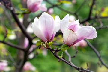 Fototapeta premium Magnolia. spring magnolia flowers, natural soft floral background. beautiful flowers, delicate magnolia, in the garden or park. pink flower in nature, close-up. flowering season, spring time