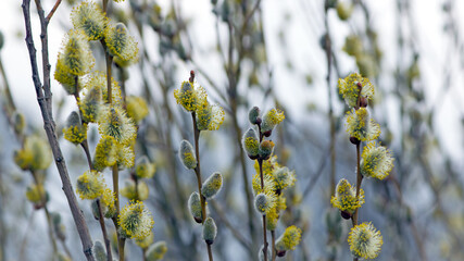 fluffy yellow flowers bloom on a willow branch. Yellow flowers of a willow on a branch in the spring forest. beautiful festive spring background. beauty nature, bokeh, close-up, Macro photo.