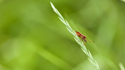 bug on a green plant. Macro shot of brown nymph Marmorated stink bug Halyomorpha halys. shield bug...