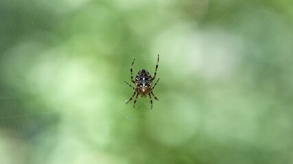 Araneus Diadematus, a European garden spider or crusader spider, sits on a web. green background, bokeh, close-up, with selective focus. they can be found in forests and gardens. small predator