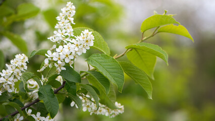 Prunus padus. common bird cherry. flowering tree. small white flowers on a branch. wild growing tree. bird cherry bush in spring, young green leaves. close-up. beauty of nature. natural background