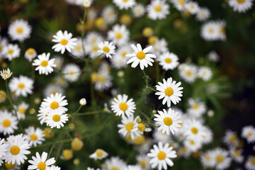 delicate flower of white chamomile. Matricaria chamomilla, white wildflowers. beautiful white chamomile flowers on a green field close-up on a summer day. floral background. beauty of nature