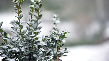 snow on green leaves. first autumn snow. Green bushes covered with white snow in a winter frosty park. A bed of green plants under a continuous layer of pure white snow in spring. background