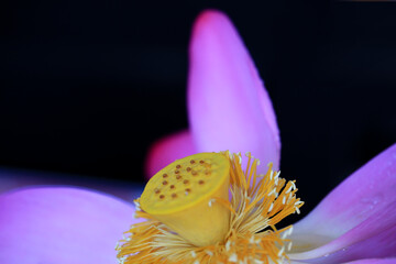 Blooming lotus flowers, close-up photo