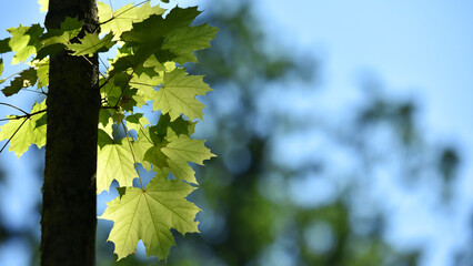 Acer. maple. Young green leaves on a tree branch under the rays of the spring sun. branch with young green leaves. tree leaves in the sun. spring morning. nature, close-up. background, place for text
