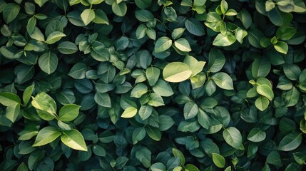 Lush Green Leaves Symbolizing Sustainability and Environmental Responsibility in Nature