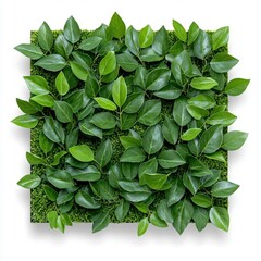 Fototapeta premium A photostock of vibrant green hedge walls shaped into square frames, isolated on a clean white background, modern and decorative, High Quality
