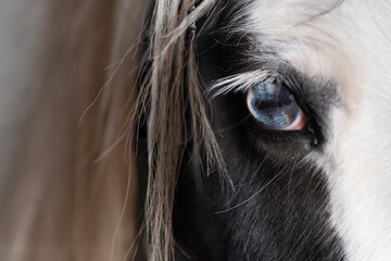 Head of a Gypsy or Tinker horse  diagonally from the front, with manes and a blue eye. Space for text on the manes at the left side