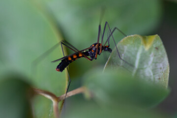 crane-fly on a leaf