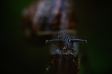 close up of a snail
