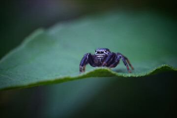 small spider on a leaf