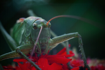 grasshopper on a flower