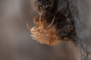 cicada pupa, cocoon