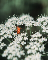 Red bug on the white flowers