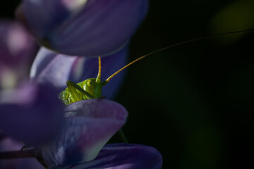 grasshopper on flower