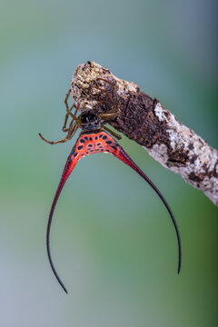 Macracantha is a genus of Asian orb-weaver spiders recognized as containing the species, Macracantha arcuata.
