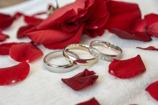 three wedding rings with rose petal. Polygamy relationshop concept