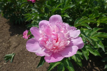 Paeonia officinalis with one light pink flower in June