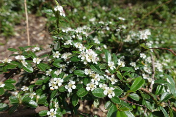 Close view of white flowers of rockspray cotoneaster in May