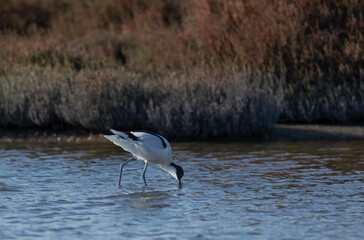 Pied avocet Recurvirostra avosetta in a marsh in Camargue, Southern France