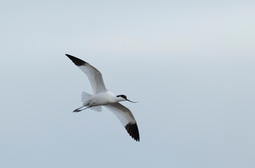 Pied avocet Recurvirostra avosetta in a marsh in Camargue, Southern France