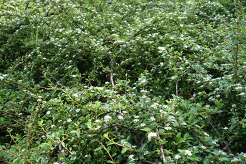 Fototapeta premium Numerous white flowers in the leafage of rockspray cotoneaster in May