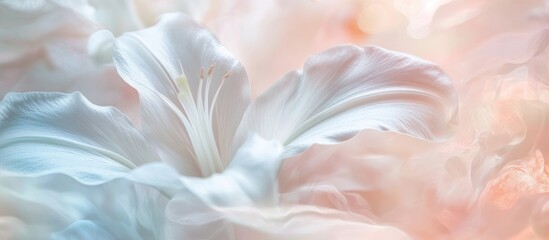 Elegant close-up of a white lily flower bloom on a soft pastel background perfect for holiday and birthday celebrations.