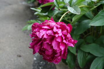 Purplish pink flower of common peony in May