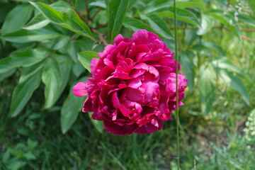 Polymerous magenta colored flower of common peony in June