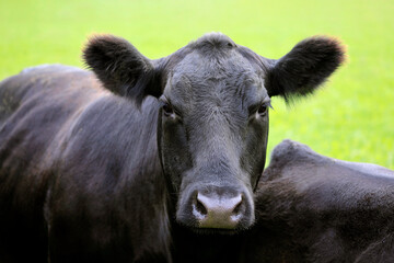 Beautiful Aberdeen Angus Cow Close Up.