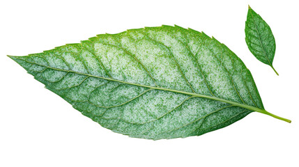 green leaf isolated on white background