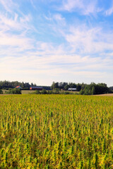 Agricultural landscape with industrial hemp field and blue sky with clouds, vertical view. 