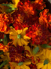 Marigolds of rich bright red and yellow shades. Cut flower buds for recycling and creating garlands and holiday decorations. Tagetes heads torn off, top view