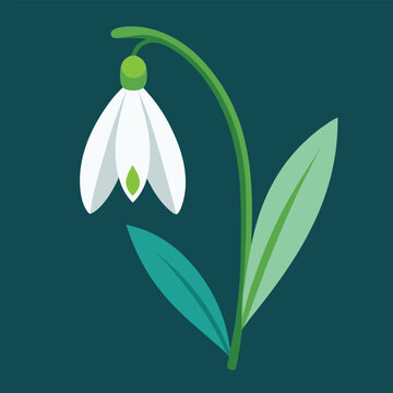 recommend clip art: Snowdrop flower illustration 
