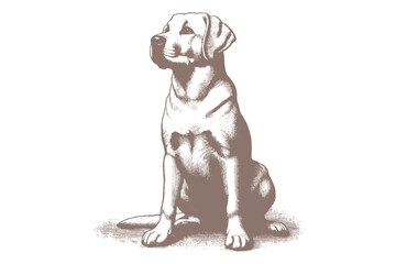 dog vector illustration