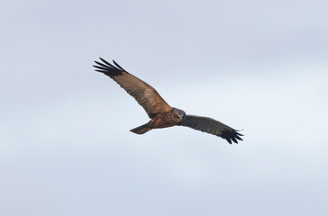 Marsh Harrier Circus aeruginosus in flight over reedbed