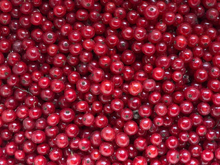 Currant red berries. Bright background of juicy picked berries. Summer composition for culinary recipes, healthy lifestyle and organic food services