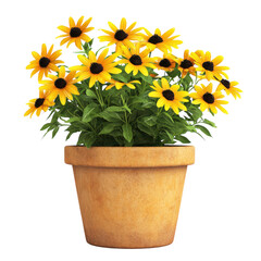 Flower Pot of Black-Eyed Susan Isolated on a White Background Transparent Background